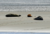 Seehunde