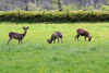 Sahlenburg - Rehe im Scharmoor