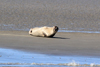 Cuxhaven - Seehund auf der Sandbank "Medemsand"