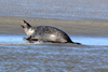 Cuxhaven - Seehund auf der Sandbank "Medemsand"