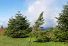 Oberwiesenthal - Auf dem Fichtelberg