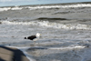 Boltenhagen - Strand