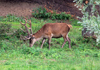 Werder - Hirsch