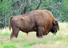 Werder - Wisent