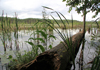 Müritz-Nationalpark - Mühlensee