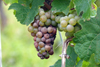 Rhein Wein Mosel - Moselwein