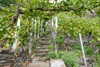 Rhein Wein Mosel - Cochemer Himmelsteig